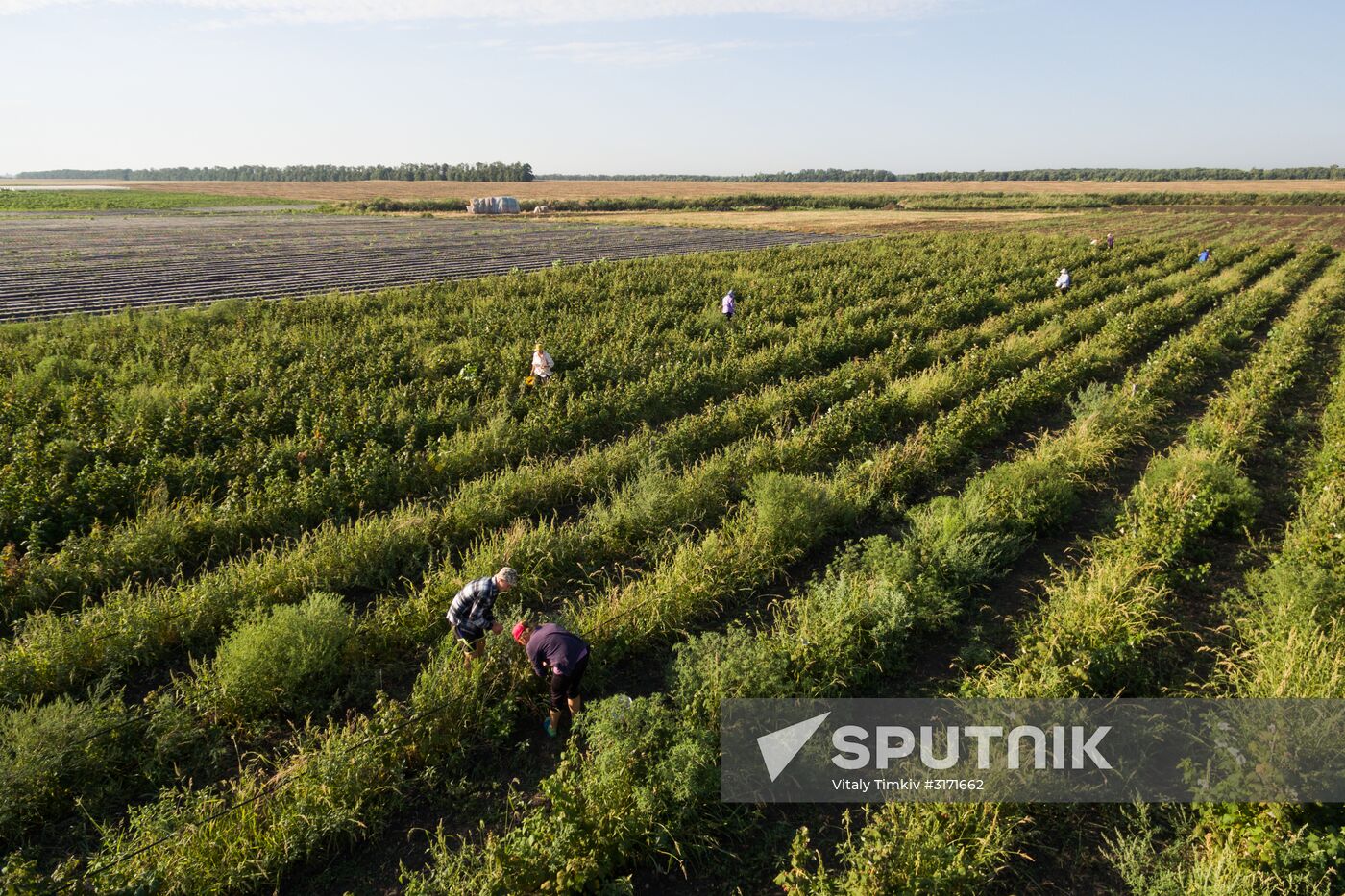 Raspberry harvest in Krasnodar Territory