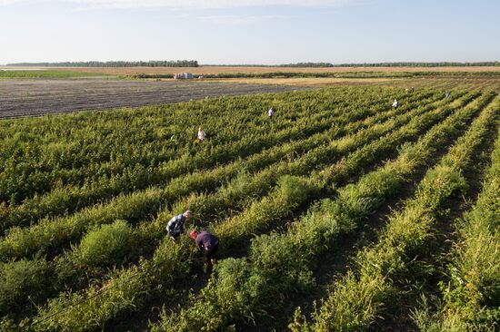 Raspberry harvest in Krasnodar Territory