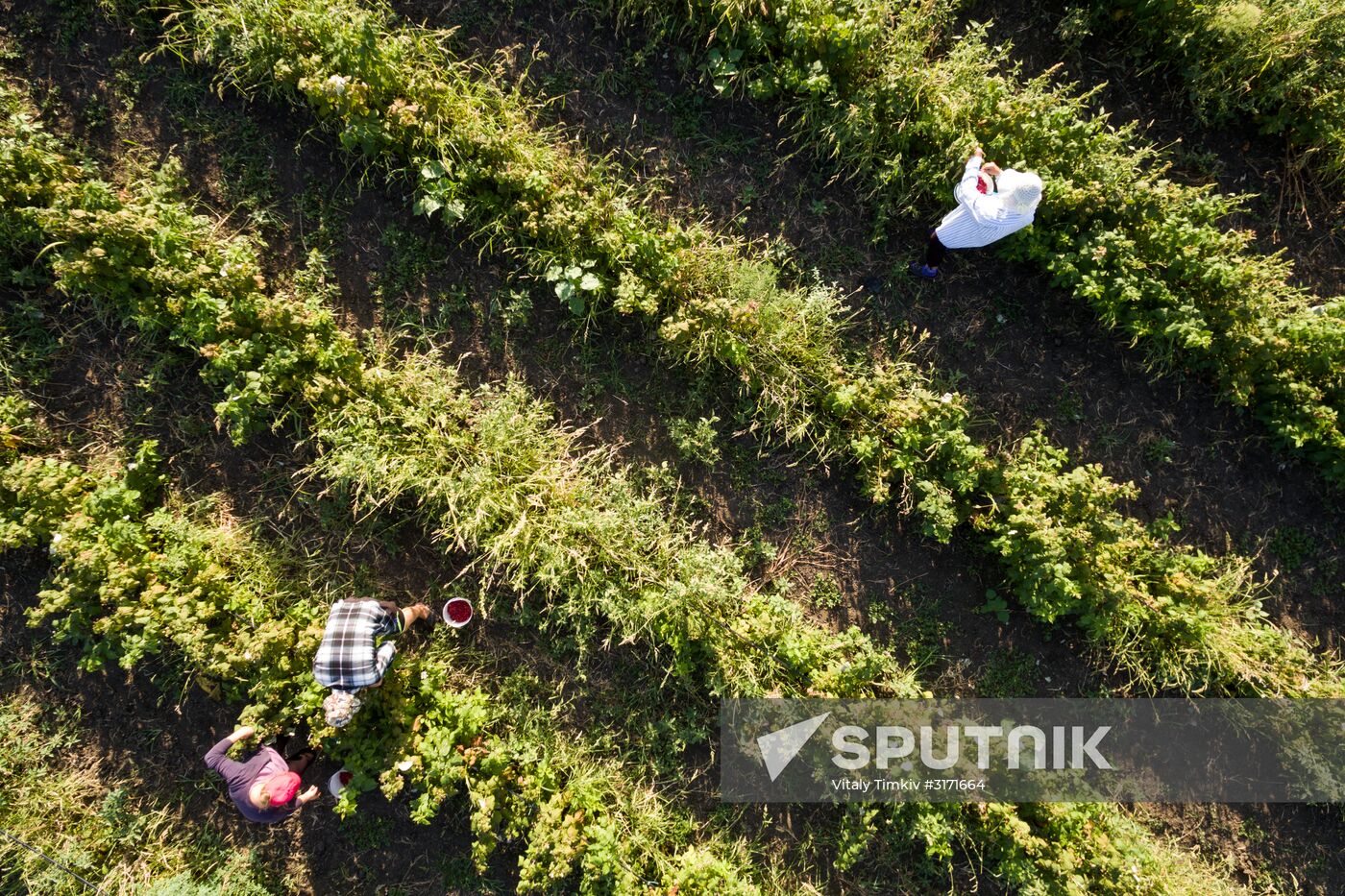 Raspberry harvest in Krasnodar Territory