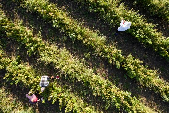 Raspberry harvest in Krasnodar Territory