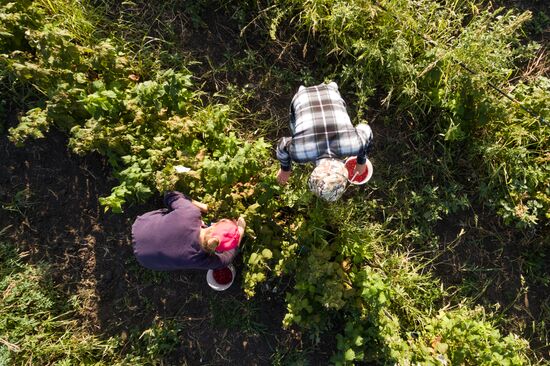 Raspberry harvest in Krasnodar Territory