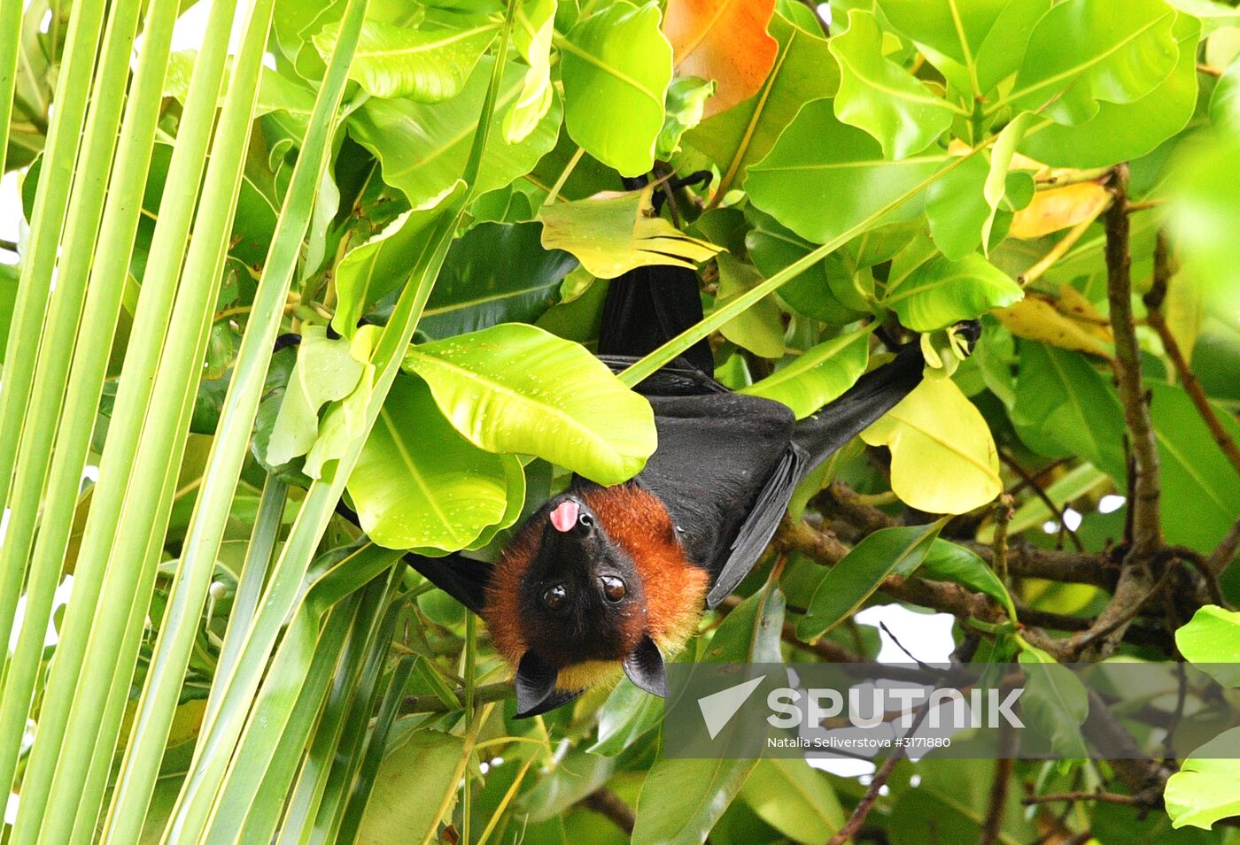 Countries of the world. Maldives