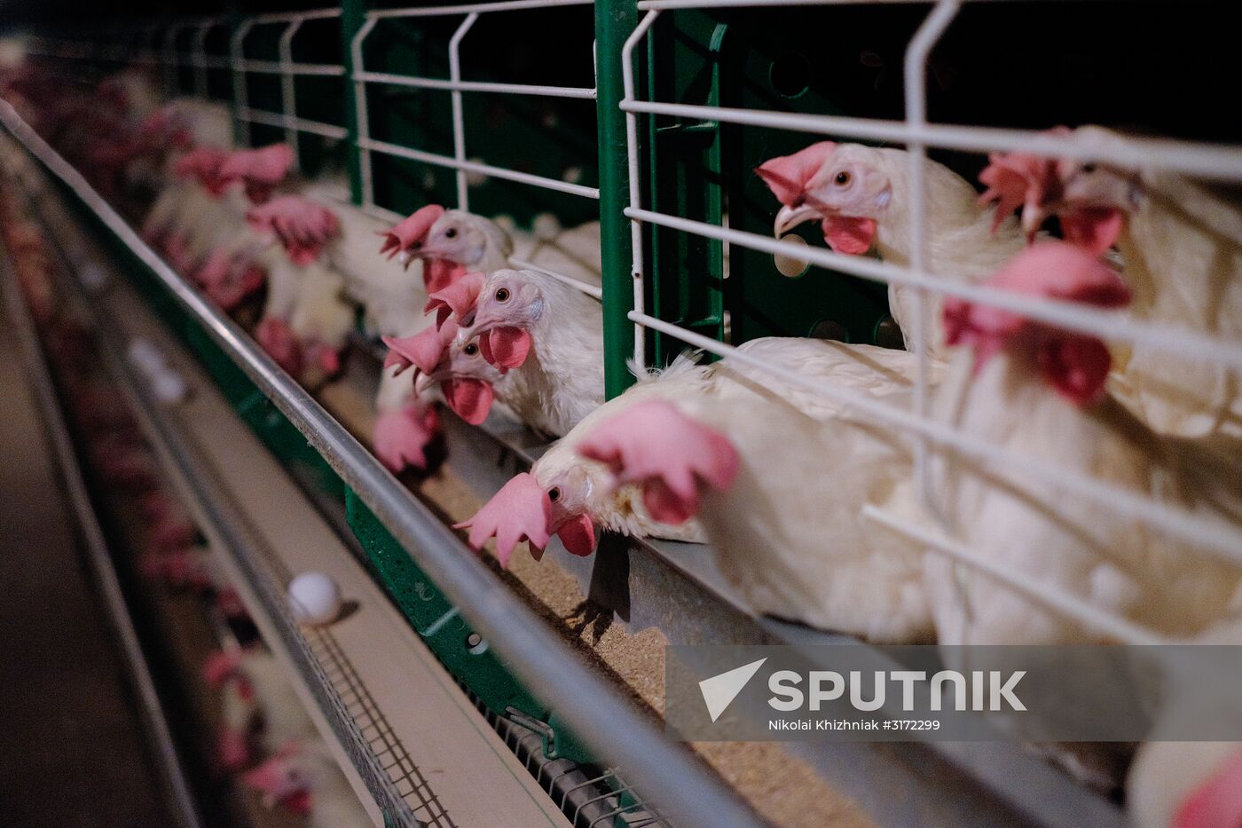 Poultry factory in Krasnodar Territory