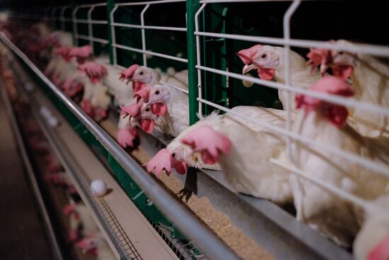 Poultry factory in Krasnodar Territory