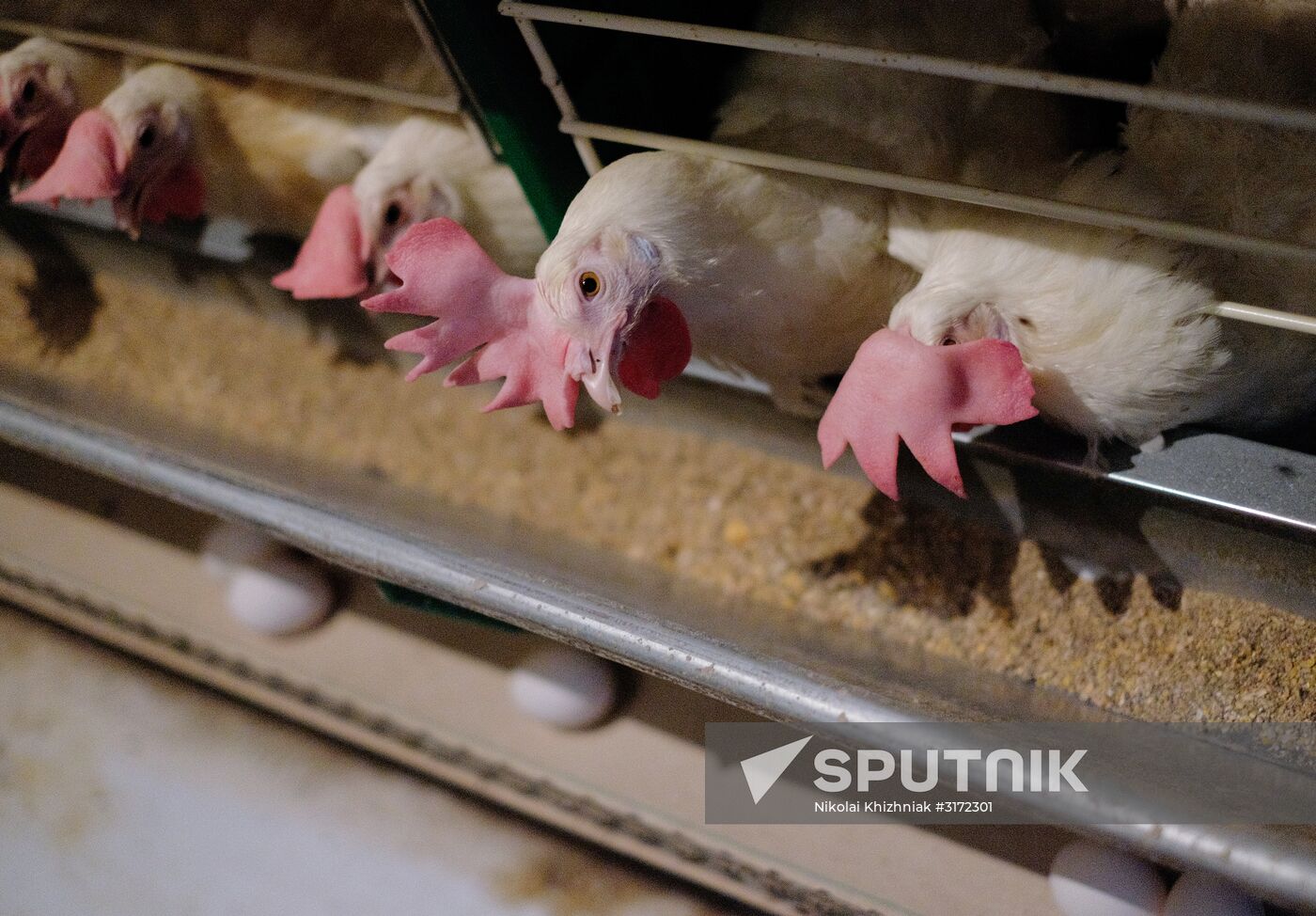 Poultry factory in Krasnodar Territory