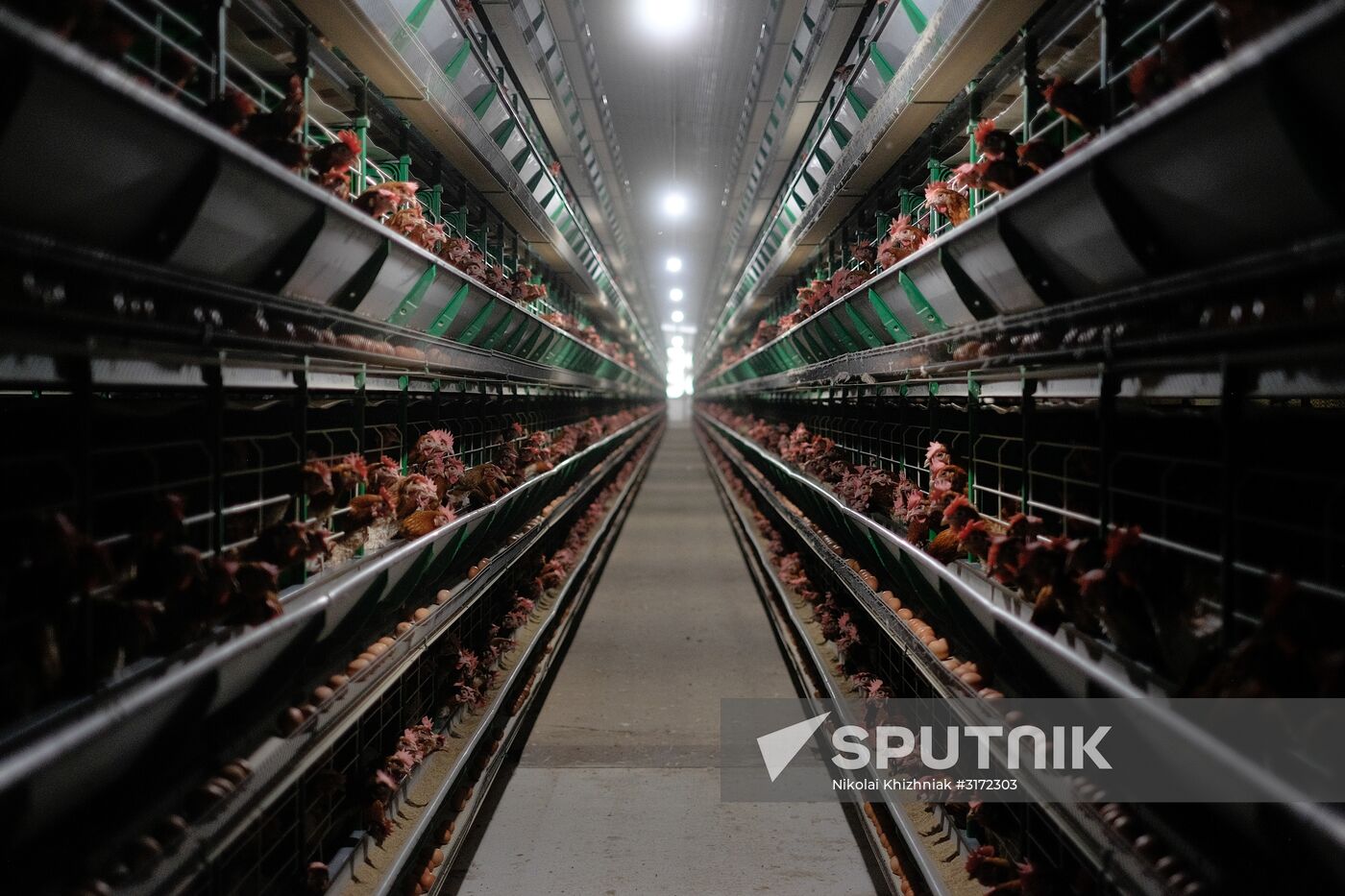 Poultry factory in Krasnodar Territory