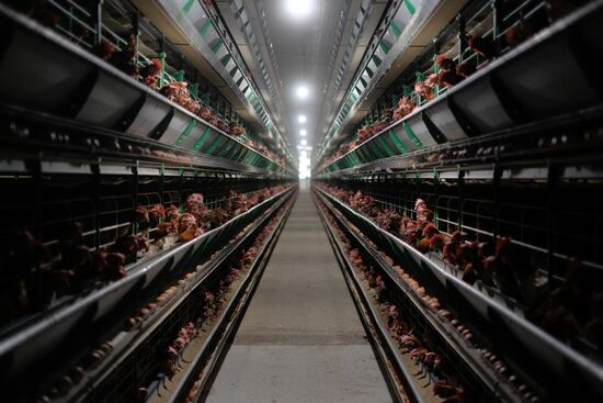 Poultry factory in Krasnodar Territory