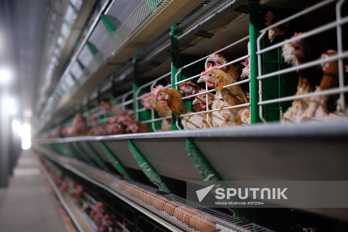 Poultry factory in Krasnodar Territory