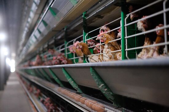 Poultry factory in Krasnodar Territory