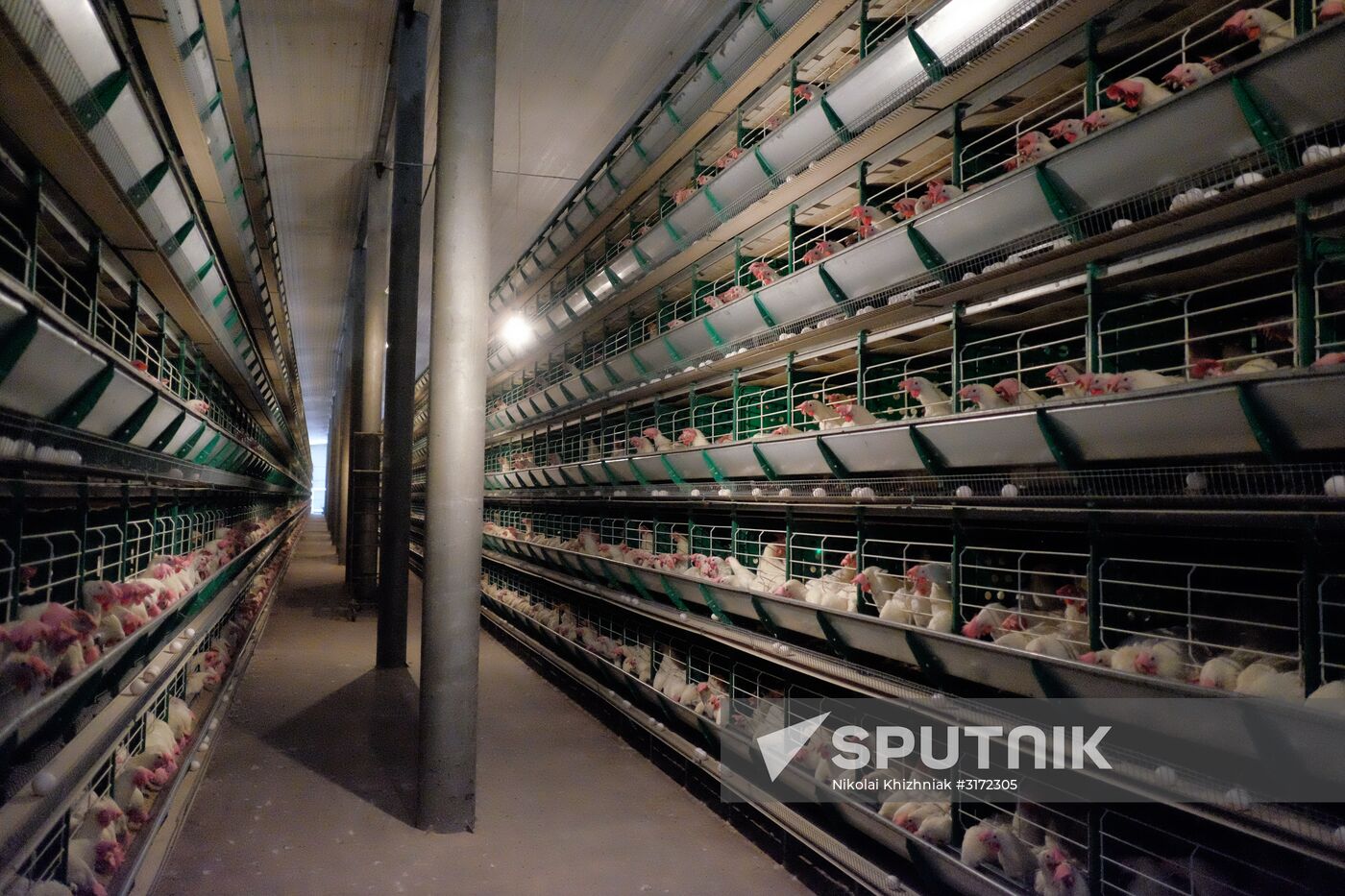 Poultry factory in Krasnodar Territory