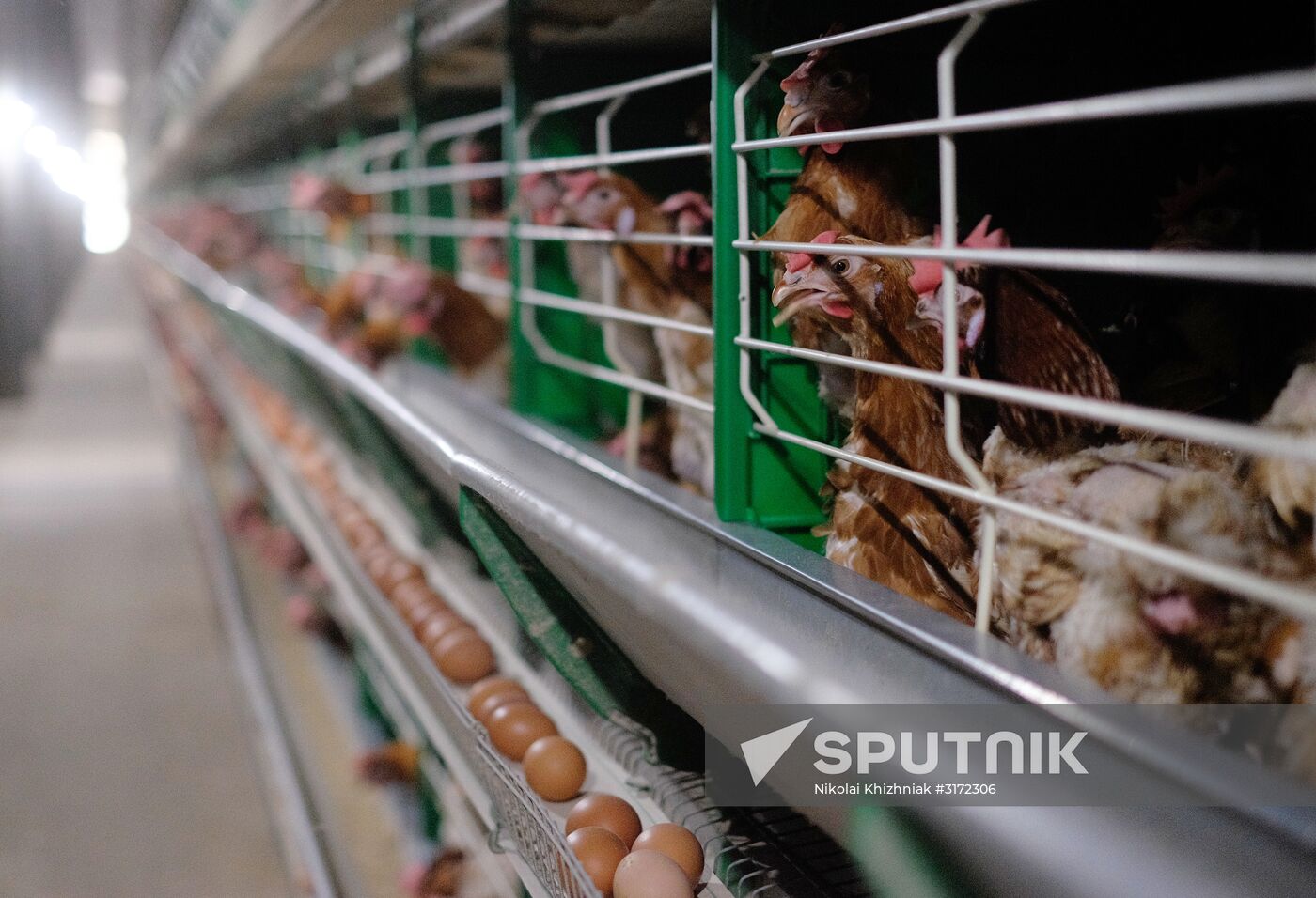 Poultry factory in Krasnodar Territory