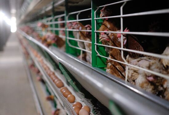 Poultry factory in Krasnodar Territory