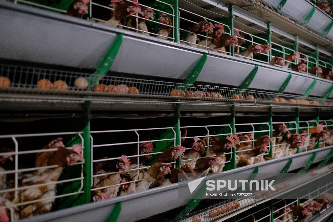 Poultry factory in Krasnodar Territory