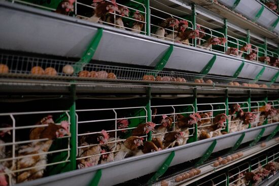 Poultry factory in Krasnodar Territory