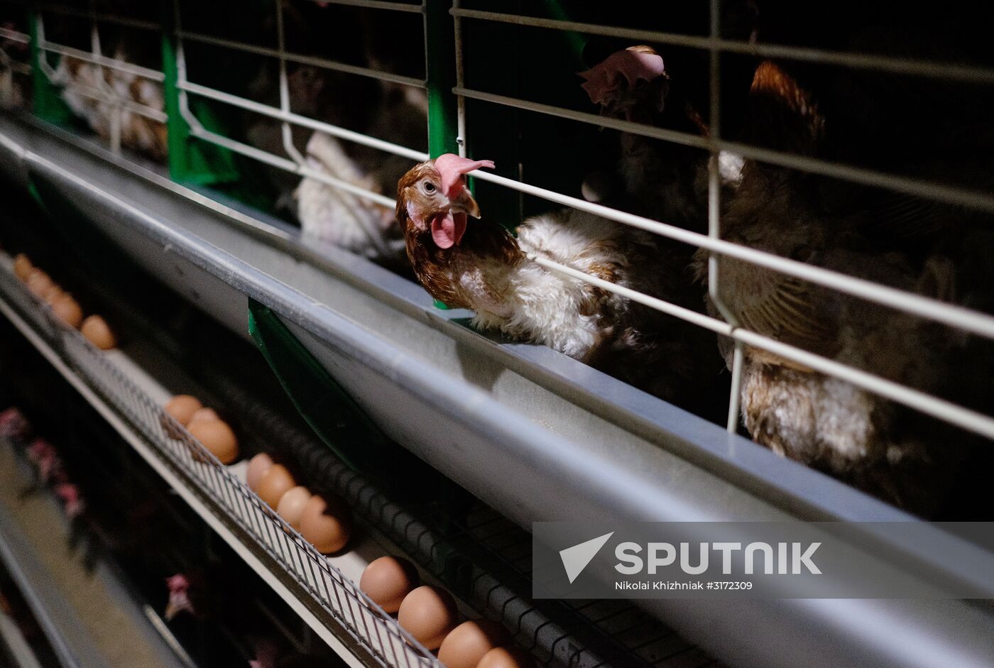 Poultry factory in Krasnodar Territory