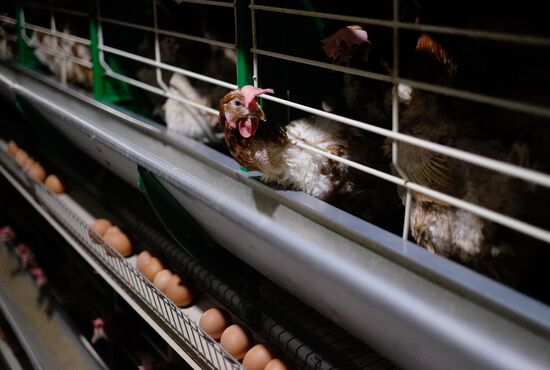 Poultry factory in Krasnodar Territory