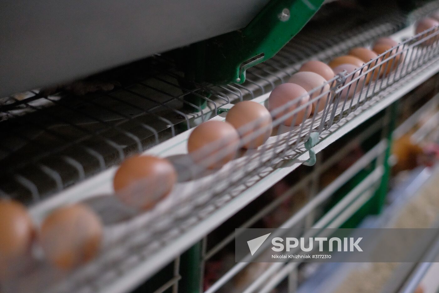 Poultry factory in Krasnodar Territory