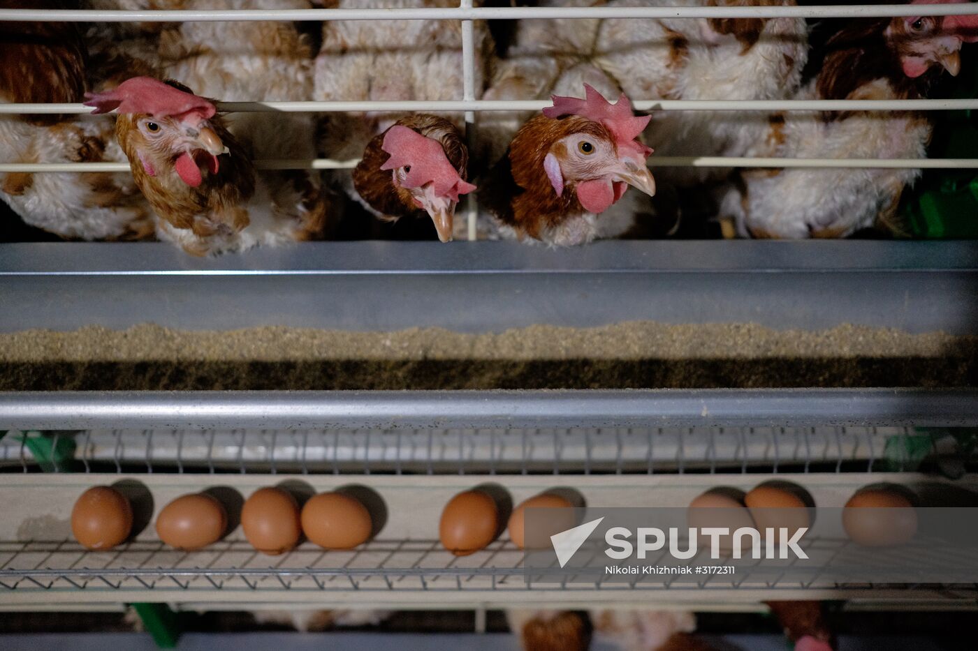 Poultry factory in Krasnodar Territory