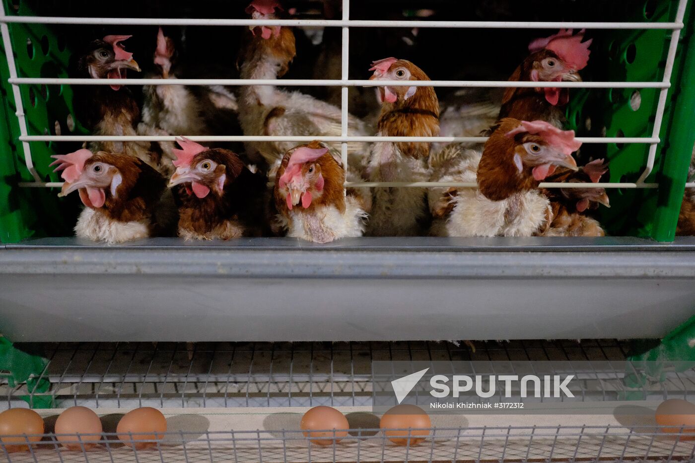 Poultry factory in Krasnodar Territory