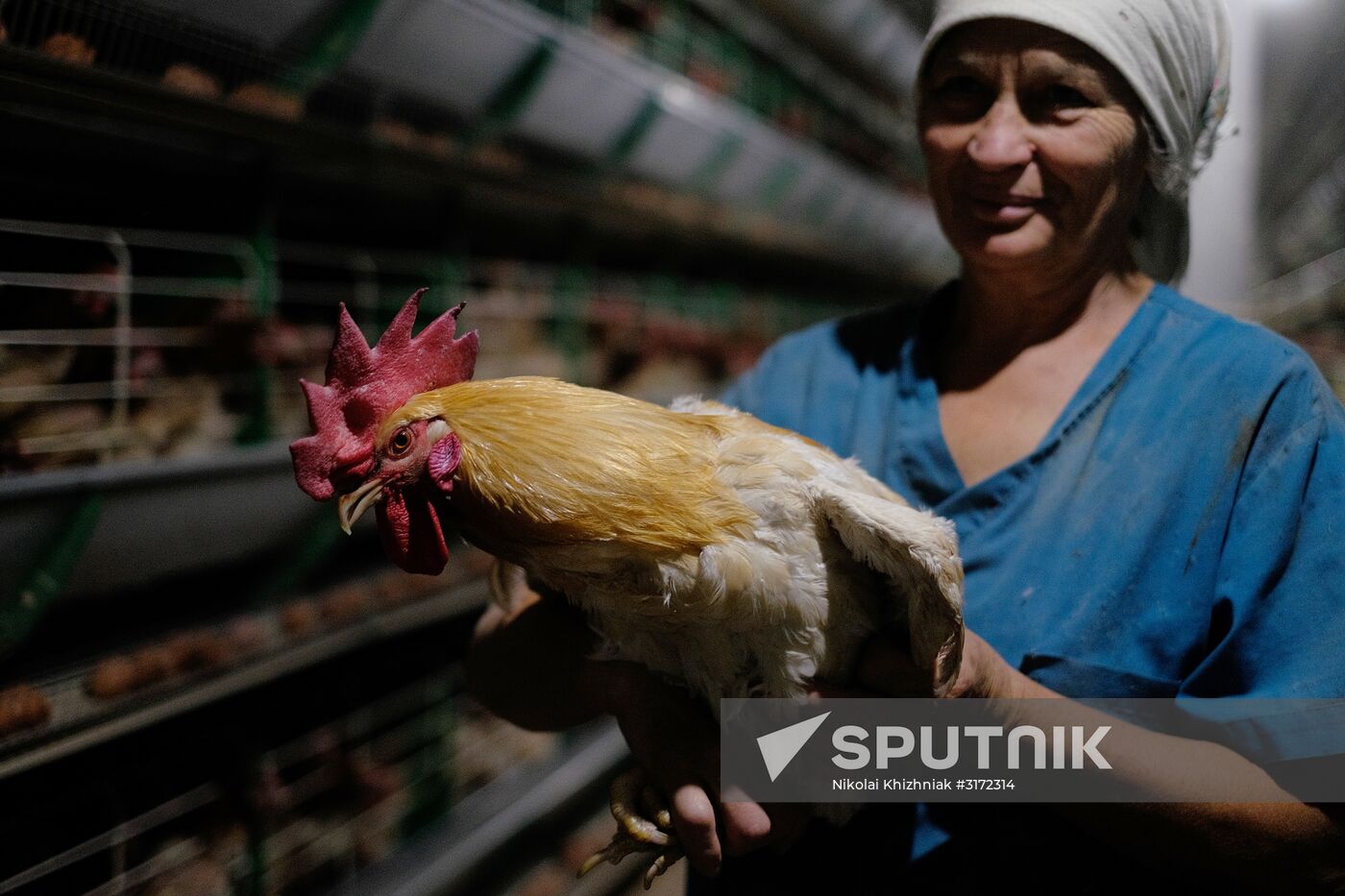 Poultry factory in Krasnodar Territory