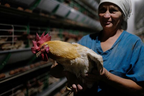 Poultry factory in Krasnodar Territory