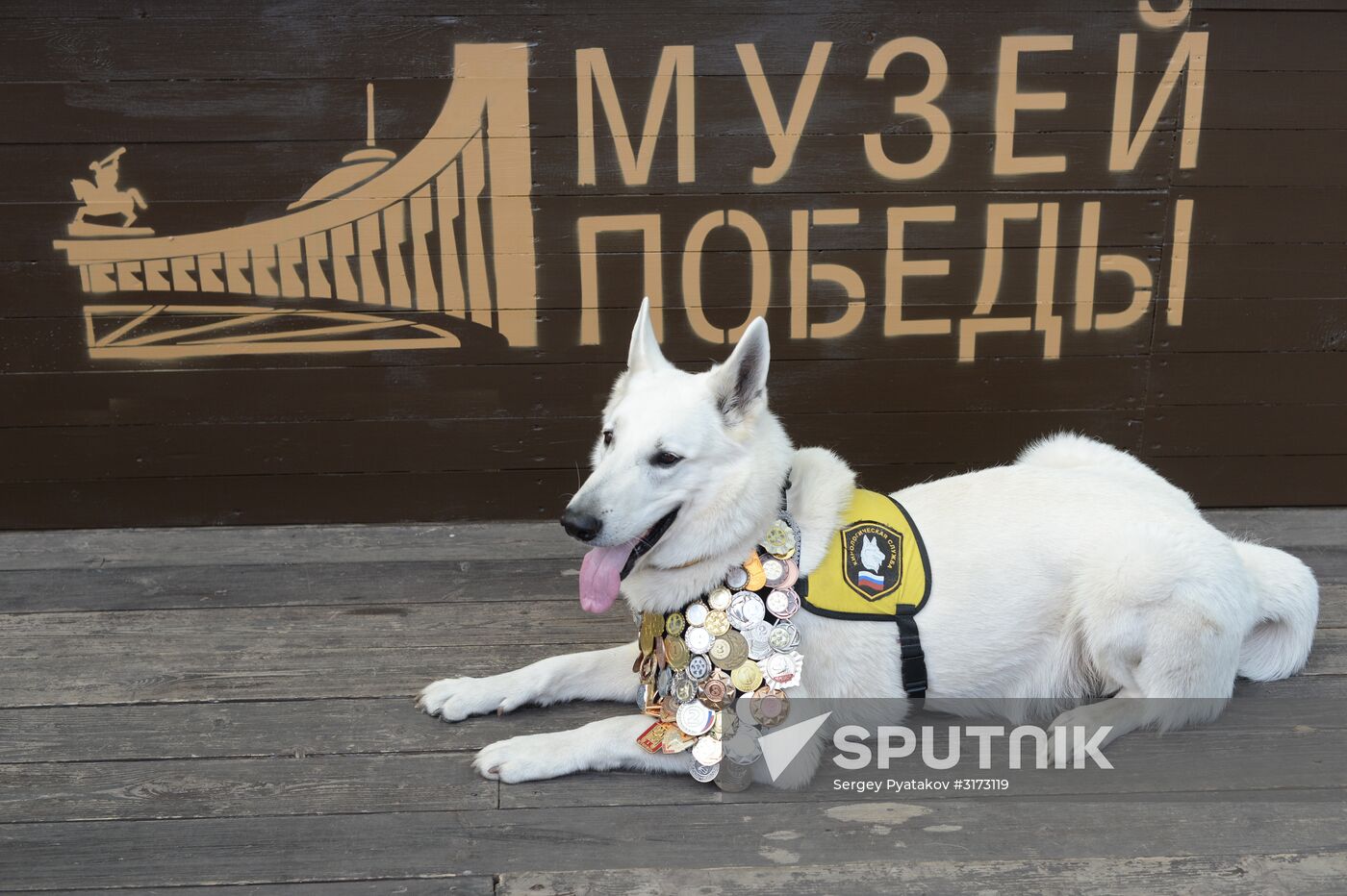 Military working dog memory day