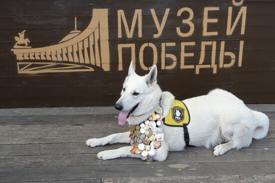 Military working dog memory day