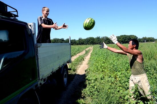 Growing and picking watermelons in Khabarovsk Territory