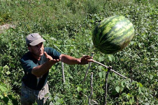 Growing and picking watermelons in Khabarovsk Territory