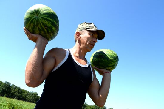 Growing and picking watermelons in Khabarovsk Territory