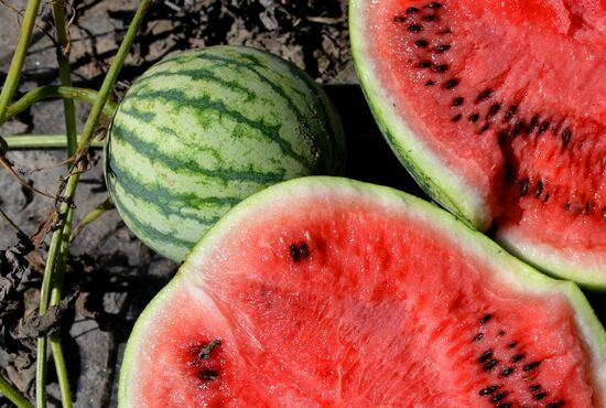 Growing and picking watermelons in Khabarovsk Territory