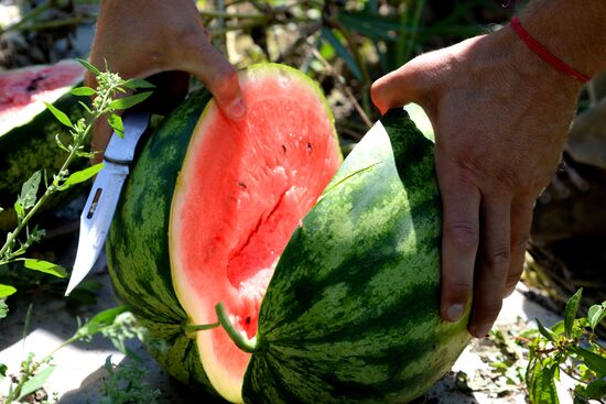 Growing and picking watermelons in Khabarovsk Territory