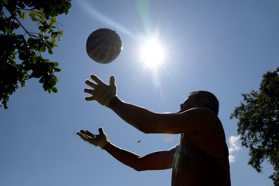 Growing and picking watermelons in Khabarovsk Territory