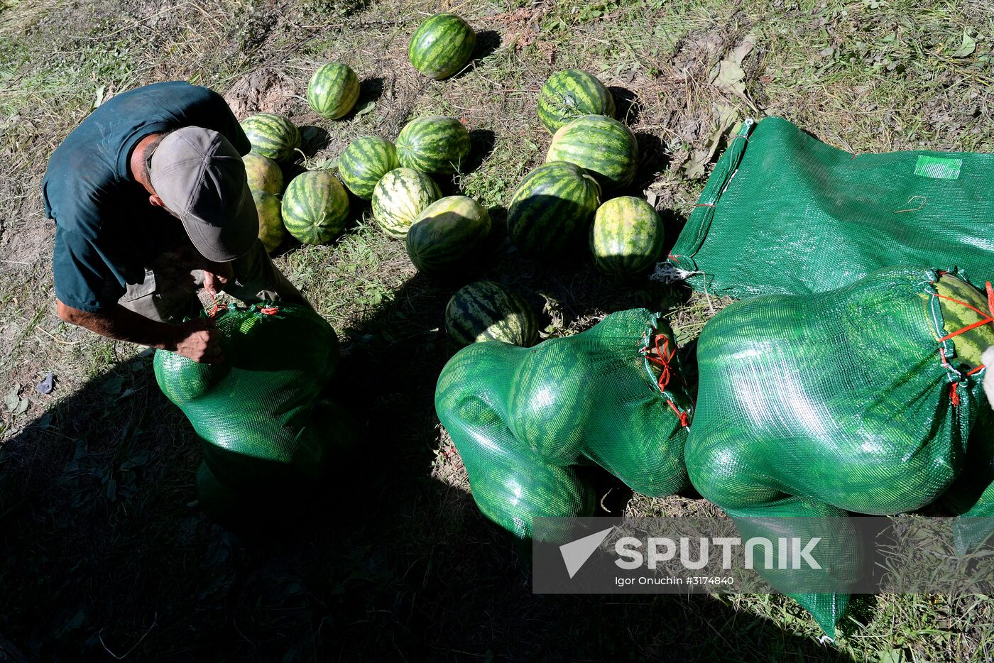 Growing and picking watermelons in Khabarovsk Territory