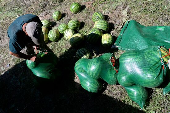 Growing and picking watermelons in Khabarovsk Territory