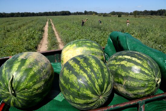 Growing and picking watermelons in Khabarovsk Territory