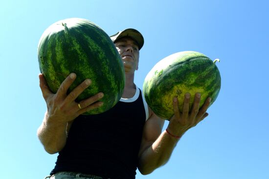 Growing and picking watermelons in Khabarovsk Territory
