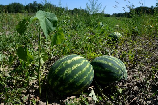 Growing and picking watermelons in Khabarovsk Territory