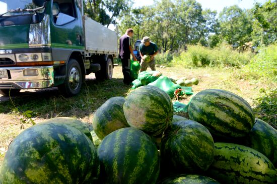 Growing and picking watermelons in Khabarovsk Territory