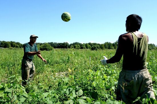 Growing and picking watermelons in Khabarovsk Territory
