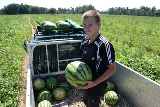 Growing and picking watermelons in Khabarovsk Territory