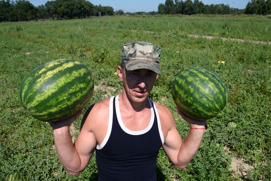 Growing and picking watermelons in Khabarovsk Territory