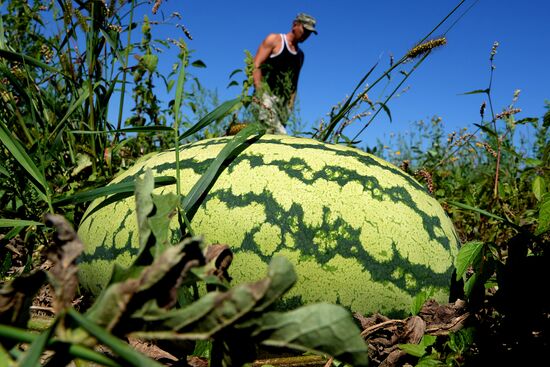 Growing and picking watermelons in Khabarovsk Territory