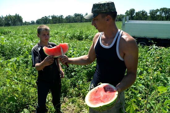 Growing and picking watermelons in Khabarovsk Territory