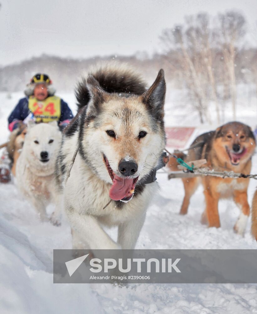 Opening of Beringia 2014 dog-sled race