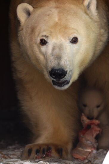 Newborn bear cub at Novosibirsk Zoo