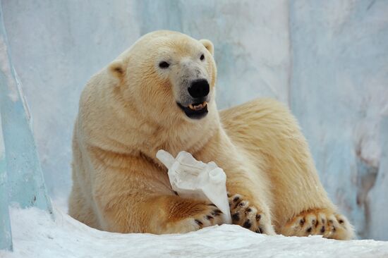 Newborn bear cub at Novosibirsk Zoo