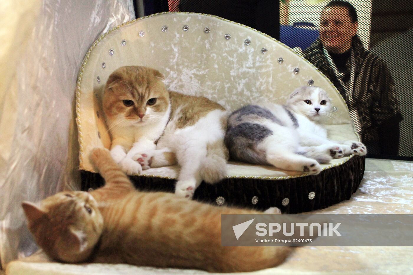 International Cat Show in Bishkek