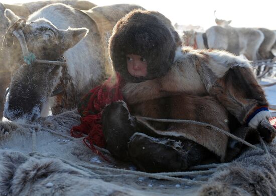 Reindeer Herder Day celebrated in Salekhard