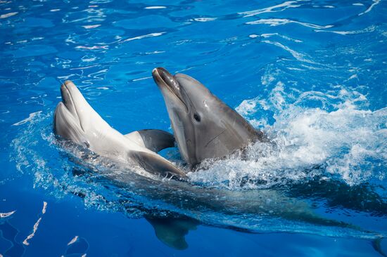 Dolphinarium in Sevastopol